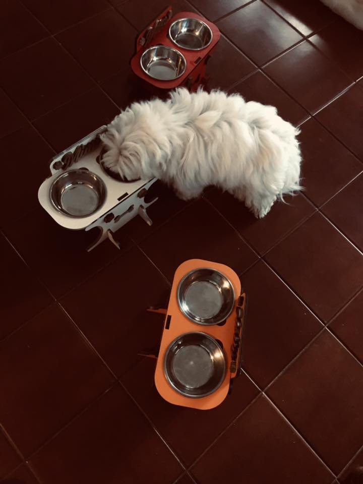 <p>Scelto ogni giorno da chi ama davvero il proprio cane</p>